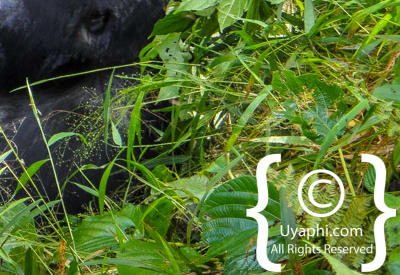 Images Of Gorilla Trekking