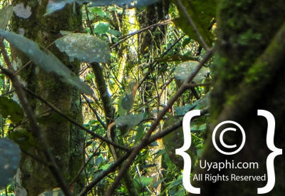 Images Of Uganda Gorillas