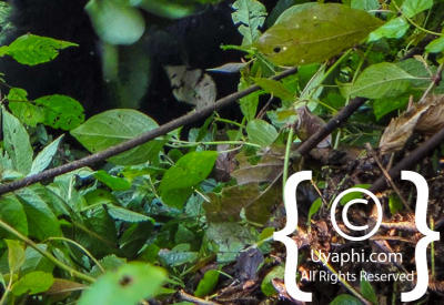 Images Of Uganda Gorillas