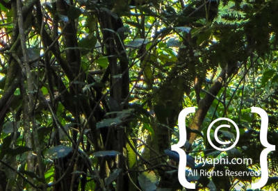 Images Of Uganda Gorillas