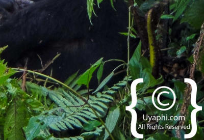 Images Of Uganda Gorillas