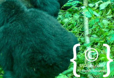 Gorilla Trekking Photos