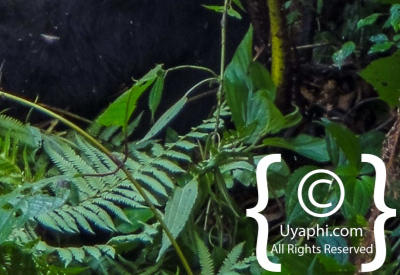 Images Of Uganda Gorillas