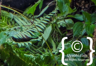 Images Of Uganda Gorillas