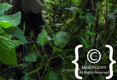 Images Of Uganda Gorillas