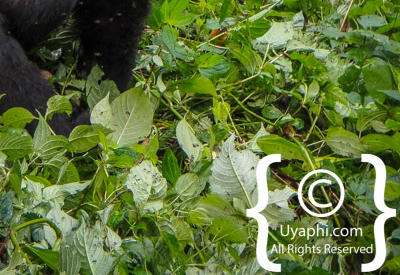 Images Of Uganda Gorillas