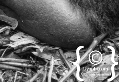 Gorilla Trekking Photos