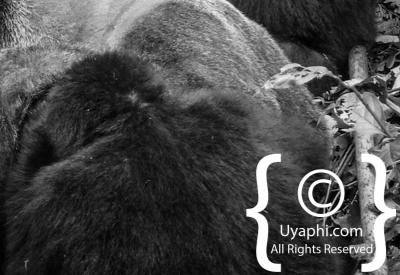 Gorilla Trekking Photos