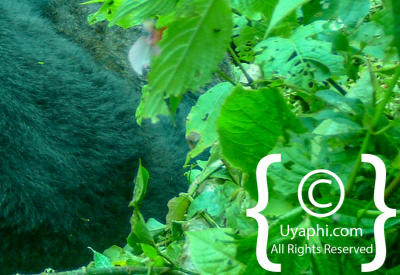 Gorilla Trekking Photos