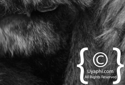 Gorilla Trekking Photos