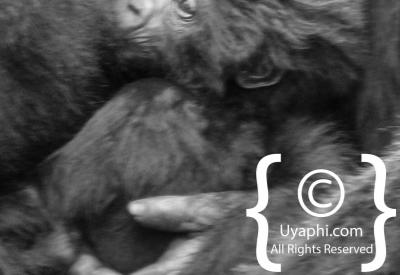 Gorilla Trekking Photos