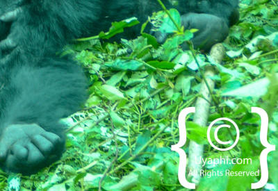 Gorilla Trekking Photos