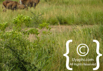 Queen Elizabeth National Park Photos