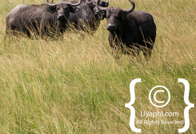 Queen Elizabeth National Park Photos