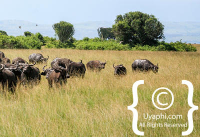 Queen Elizabeth National Park Photos