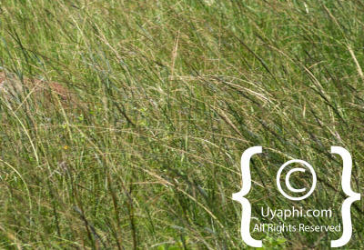 Queen Elizabeth National Park Photos