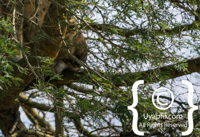 Queen Elizabeth National Park Photos