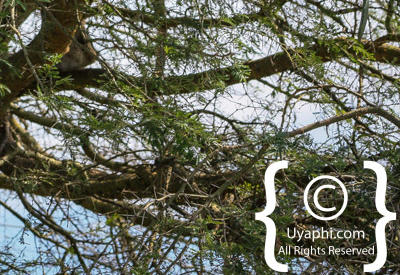 Queen Elizabeth National Park Photos