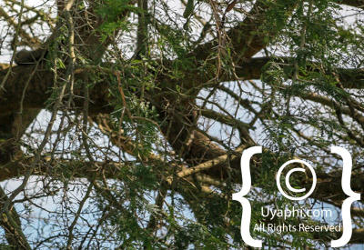 Queen Elizabeth National Park Photos