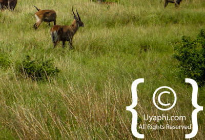 Queen Elizabeth National Park Photos