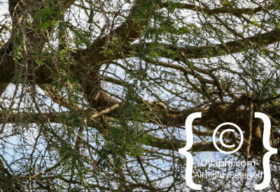 Queen Elizabeth National Park Photos