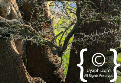 Queen Elizabeth National Park Photos