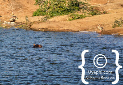 Images Of The Queen Elizabeth National Park