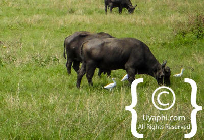 Queen Elizabeth National Park Photos