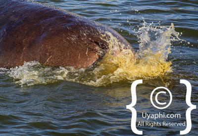 Images Of The Queen Elizabeth National Park