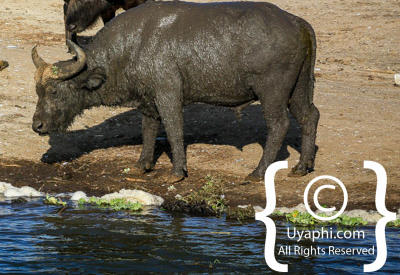 Images Of The Queen Elizabeth National Park