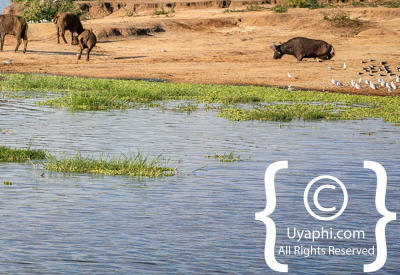 Images Of The Queen Elizabeth National Park