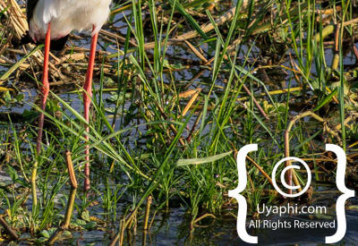 Images Of The Queen Elizabeth National Park