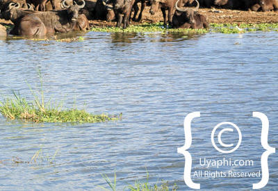 Images Of The Queen Elizabeth National Park