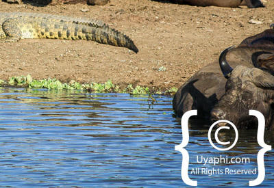 Images Of The Queen Elizabeth National Park