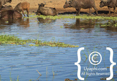 Images Of The Queen Elizabeth National Park