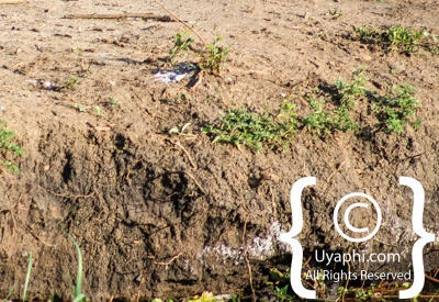 Images Of The Queen Elizabeth National Park