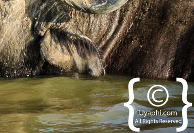 Images Of The Queen Elizabeth National Park