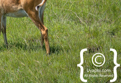 Queen Elizabeth National Park Photos