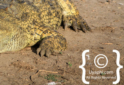 Images Of The Queen Elizabeth National Park