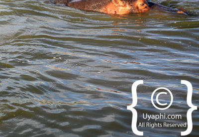 Images Of The Queen Elizabeth National Park