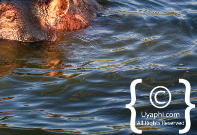 Images Of The Queen Elizabeth National Park