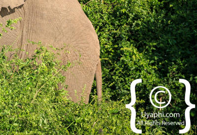 Images Of The Queen Elizabeth National Park