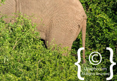 Images Of The Queen Elizabeth National Park