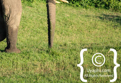 Images Of The Queen Elizabeth National Park