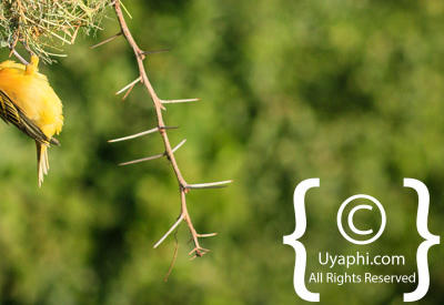 Images Of The Queen Elizabeth National Park