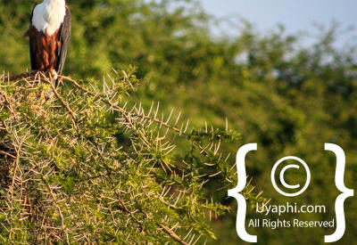 Images Of The Queen Elizabeth National Park