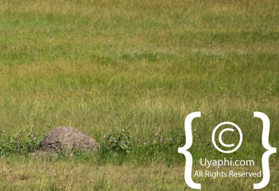 Queen Elizabeth National Park Photos