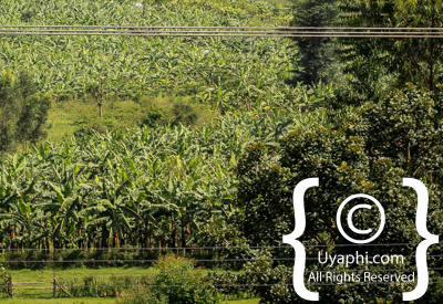 Uganda Scenery Photos