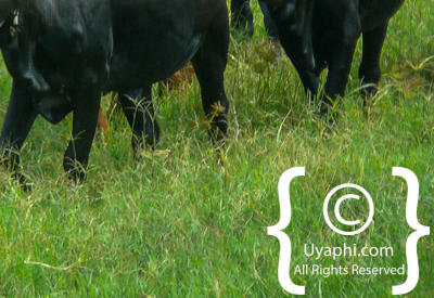 Uganda Scenery Photos