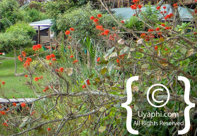 Uganda Scenery Photos